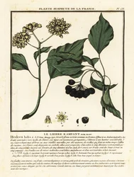 Common ivy