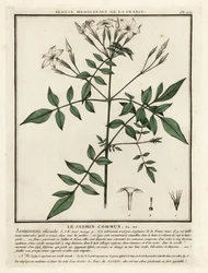 Common jasmine, Jasminum officinale