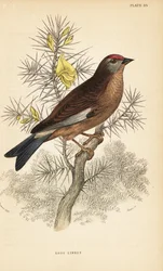 Common linnet perched on a branch