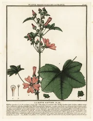 Common mallow, Malva sylvestris