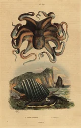 Common octopus, Octopus vulgaris, and sea snail, Dicathais orbita