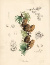 Common or European meleze - White larch tree, Larix decidua (Larix europaea)