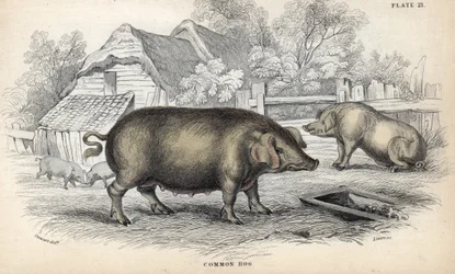 Common pig (Sus domestica) in a pigsty. Copper engraving by William Lizars, based on a drawing by James Stewart, published in the Naturalist Library: mammals, pachyderms and quadrupeds with fine skin, edited by W. H. Lizars, in Edinburgh, Scotland