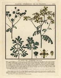 Common rue
