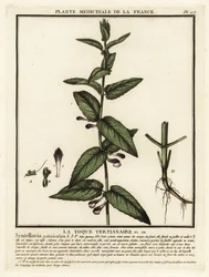 Common skullcap, Scuttelaria galericulata