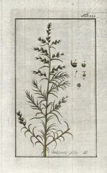 Common Soda (Salsola soda). Lithograph from 