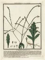 Common vervain, Verbena officinalis