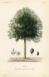 Copaiba tree