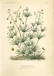 Corn spurry