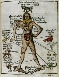 Cosmography 16th century: the zodiacal man
