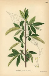 Crack Willow Tree, Salix Fragilis