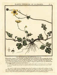 Creeping Buttercup, Ranunculus repens
