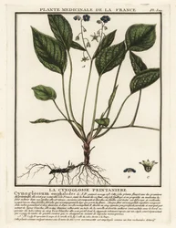 Creeping navelwort, Omphalodes verna