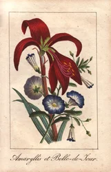 Crimson Amaryllis and Dwarf Morning Glory