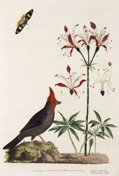 Crossbill, Lily and Butterfly