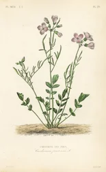 Cuckooflower