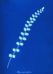 Cyanotype of British fern