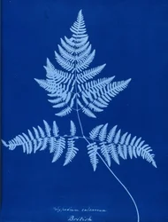 Cyanotype of Polypodium calcareum