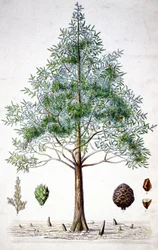Cypress tree
