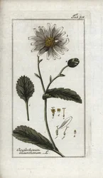 Daisy, Leucanthemum vulgare