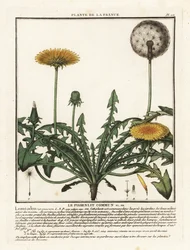 Dandelion