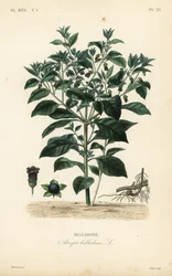 Deadly nightshade
