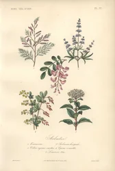 Decorative Botanical Print with Tamarind, Locust Tree, Chaste Tree, Barberry and Viburnum