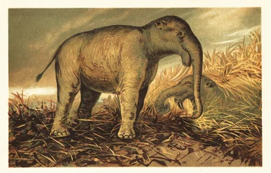 Deinotherium Giganteum, Large Prehistoric Relative of Modern-Day 1908