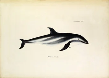 Delphinus Fitz-Royi Black dolphin or Fitzroy after the name of Captain Robert Fitzroy of the Beagle. Plate from 