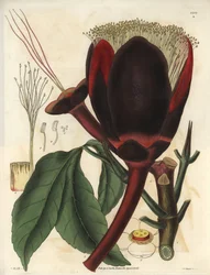 Description of the large dark chocolate flower of a Pecan tree plant, which produces edible nuts, pecan nuts. Plant native to South America. Illustration by Wiliam Jackson Hooker (1785-1865), British botanist and writer, professor at the University of Glas