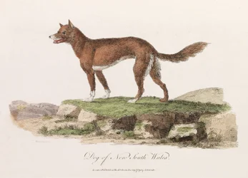 Dog of New South Wales