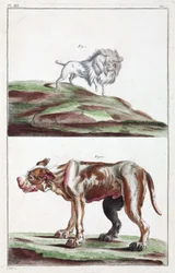 Dogs
