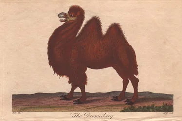Dromedary Camel
