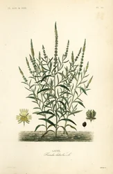 Dyer