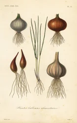 Edible bulbous plants