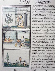Edible plants, page from Book XI of the Florentine Codex, General History of the Things of New Spain, by Fray Bernardino de Sahagun