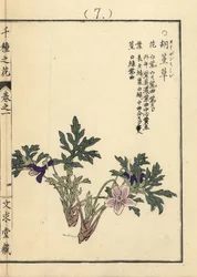 Eizan sumire gold eizan violet, Viola eizanensis