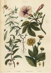Elecampane, green violet, ipecacuanha, and morning glory