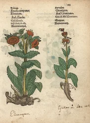 Elecampane, Inula helenium, and Gentian Species (Krauterbuch)