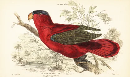 Endangered Purple-naped Lory