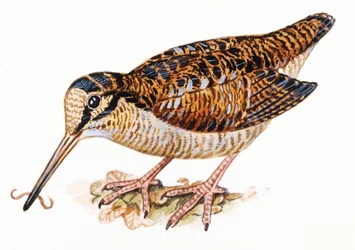 Eurasian Woodcock, Scopolax rusticola