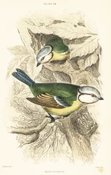 Eurasian Blue Tit