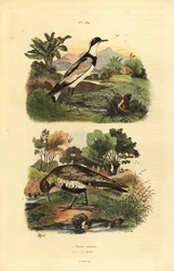 European golden plover, Pluvialis apricaria, and ringed plover, Charadrius hiaticula