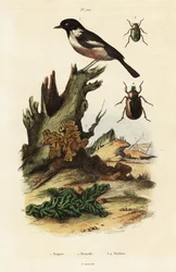 European Stonechat, Yellow Brain and Scarab Beetles