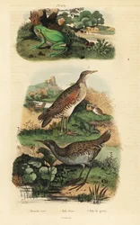 European Tree Frog, Hyla Arborea, Water Rail, Rallus Aquaticus, and Corn Crake or Landrail, Crex Crex