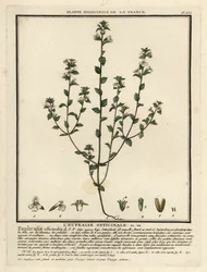 Eyebright, Euphrasia Rostkoviana