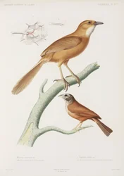 Fairywren and House Bunting, Algeria