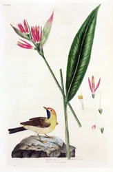 False Bird of Paradise Flower and Wagtail