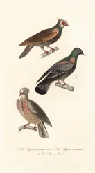 Fancy pigeon breeds