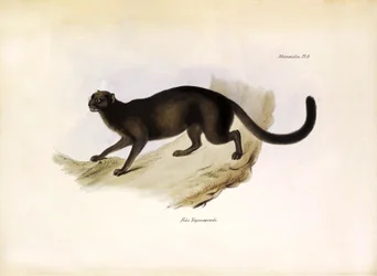 Felis Yagouarondi Jaguarondi or eyra or otter cat, American felin described by Charles Darwin during his expedition aboard the Beagle. Plate from The zoology of the voyage of H.M.S. Beagle described by John Gould, with notice of their habits by Charles Dar